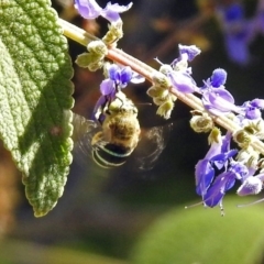 Amegilla sp. (genus) (Blue Banded Bee) at Acton, ACT - 15 Mar 2018 by RodDeb