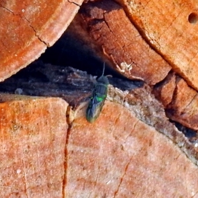 Primeuchroeus sp. (genus) (Cuckoo Wasp) at Acton, ACT - 15 Mar 2018 by RodDeb