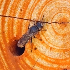 Pison sp. (genus) (Black mud-dauber wasp) at Acton, ACT - 15 Mar 2018 by RodDeb