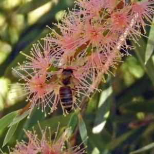 Apis mellifera at Acton, ACT - 15 Mar 2018