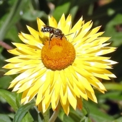 Lipotriches sp. (genus) at Acton, ACT - 15 Mar 2018