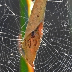 Phonognatha graeffei (Leaf Curling Spider) at ANBG - 15 Mar 2018 by RodDeb