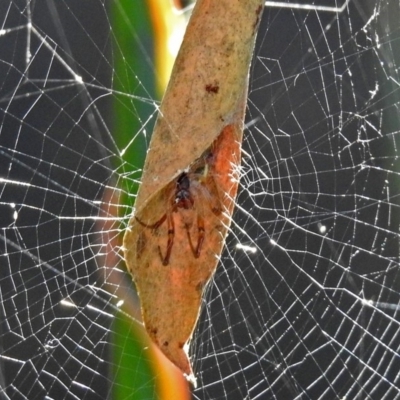 Phonognatha graeffei (Leaf Curling Spider) at Canberra Central, ACT - 15 Mar 2018 by RodDeb