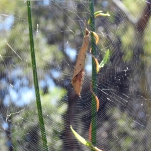 Phonognatha graeffei at Canberra Central, ACT - 15 Mar 2018