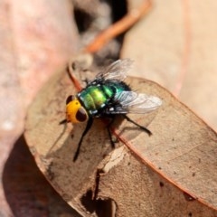 Amenia imperialis (Yellow-headed blowfly) at Edrom, NSW - 14 Mar 2018 by RossMannell