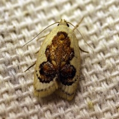 Garrha idiosema (A concealer moth) at O'Connor, ACT - 4 Jan 2018 by ibaird