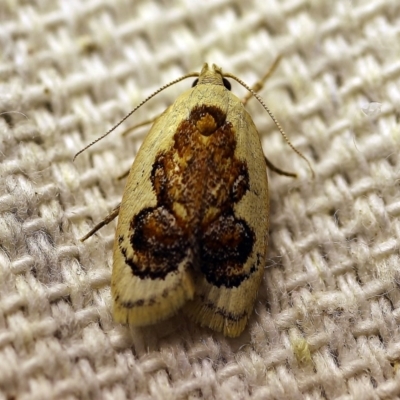 Garrha idiosema (A concealer moth) at O'Connor, ACT - 4 Jan 2018 by ibaird