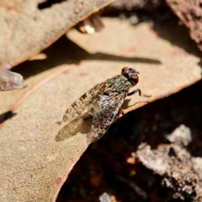 Euprosopia sp. (genus) (Signal fly) at Ben Boyd National Park - 14 Mar 2018 by RossMannell