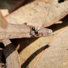 Sepsidae (family) (Ant fly) at Edrom, NSW - 14 Mar 2018 by RossMannell