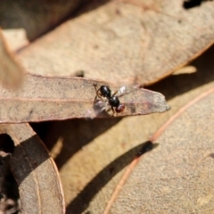 Sepsidae (family) (Ant fly) at Ben Boyd National Park - 14 Mar 2018 by RossMannell