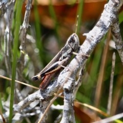 Macrotona sp. (genus) (Macrotona grasshopper) at Edrom, NSW - 14 Mar 2018 by RossMannell