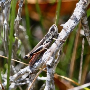 Macrotona sp. (genus) at Edrom, NSW - 14 Mar 2018