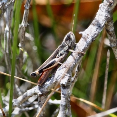 Macrotona sp. (genus) (Macrotona grasshopper) at Edrom, NSW - 14 Mar 2018 by RossMannell