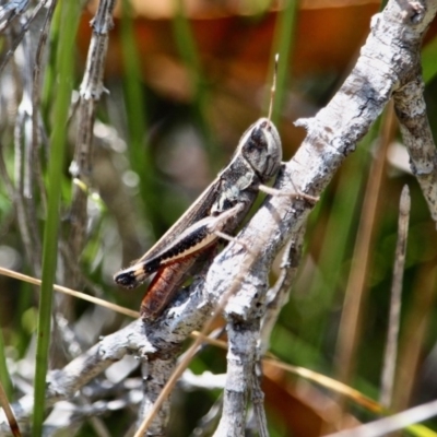 Macrotona sp. (genus) (Macrotona grasshopper) at Ben Boyd National Park - 14 Mar 2018 by RossMannell