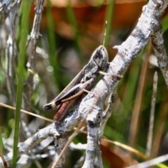 Macrotona sp. (genus) (Macrotona grasshopper) at Ben Boyd National Park - 14 Mar 2018 by RossMannell