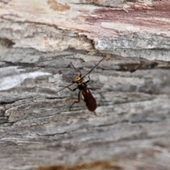 Braconidae (family) (Unidentified braconid wasp) at Ben Boyd National Park - 14 Mar 2018 by RossMannell
