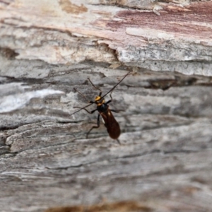 Braconidae (family) at Edrom, NSW - 14 Mar 2018 03:11 PM