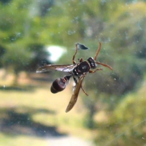 Ropalidia plebeiana at Reid, ACT - 3 Mar 2018