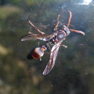 Ropalidia plebeiana at Reid, ACT - 3 Mar 2018