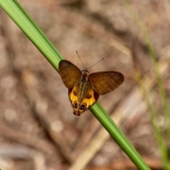 Hypocysta metirius (Brown Ringlet) at Ben Boyd National Park - 14 Mar 2018 by RossMannell