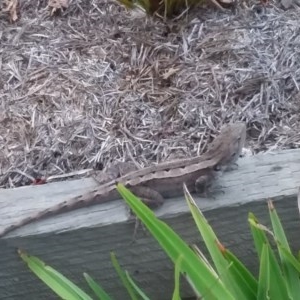 Amphibolurus muricatus at Forde, ACT - 5 Feb 2018