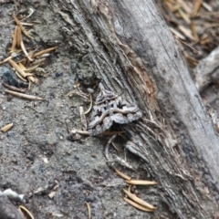 Dichromodes (genus) (unidentified Heath Moth) at Ben Boyd National Park - 14 Mar 2018 by RossMannell