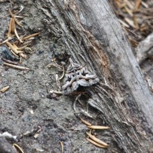 Dichromodes (genus) at Edrom, NSW - 14 Mar 2018