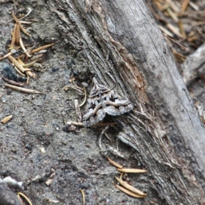 Dichromodes (genus) (unidentified Heath Moth) at Edrom, NSW - 14 Mar 2018 by RossMannell
