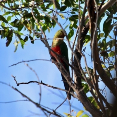 Alisterus scapularis (Australian King-Parrot) at Edrom, NSW - 13 Mar 2018 by RossMannell