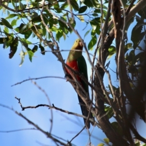 Alisterus scapularis at Edrom, NSW - 14 Mar 2018 09:59 AM