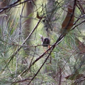 Stagonopleura bella at Edrom, NSW - 14 Mar 2018 11:05 AM