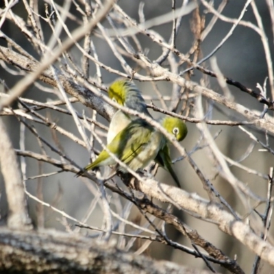 Zosterops lateralis (Silvereye) at Ben Boyd National Park - 13 Mar 2018 by RossMannell