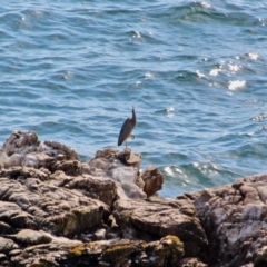 Egretta novaehollandiae (White-faced Heron) at Ben Boyd National Park - 13 Mar 2018 by RossMannell