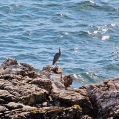 Egretta novaehollandiae (White-faced Heron) at Ben Boyd National Park - 13 Mar 2018 by RossMannell