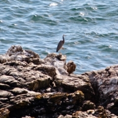 Egretta novaehollandiae at Edrom, NSW - 14 Mar 2018