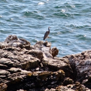 Egretta novaehollandiae at Edrom, NSW - 14 Mar 2018