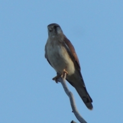 Falco cenchroides (Nankeen Kestrel) at - 28 Feb 2018 by michaelb