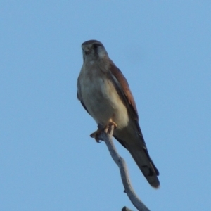 Falco cenchroides at Rob Roy Spring 2(F) - 28 Feb 2018 07:43 PM