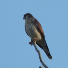 Falco cenchroides at Rob Roy Spring 2(F) - 28 Feb 2018 07:43 PM