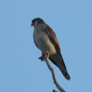 Falco cenchroides at Rob Roy Spring 2(F) - 28 Feb 2018 07:43 PM