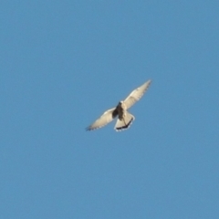 Falco cenchroides at Rob Roy Spring 2(F) - 28 Feb 2018 07:43 PM