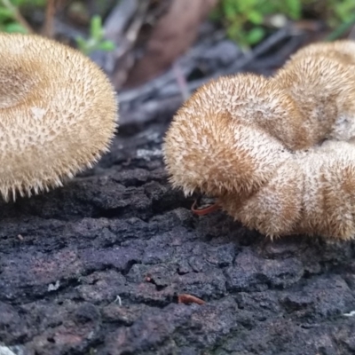 Lentinus fasciatus (Hairy Trumpet) at Pambula, NSW - 17 Mar 2018 by DeanAnsell