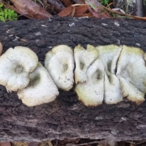 Lentinus fasciatus at Pambula, NSW - 17 Mar 2018