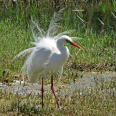 Ardea plumifera (Plumed Egret) at Jerrabomberra Wetlands - 14 Jan 2017 by RodDeb