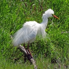 Ardea plumifera at Fyshwick, ACT - 14 Jan 2017