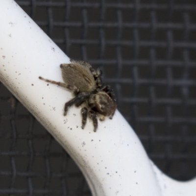 Maratus griseus (Jumping spider) at Higgins, ACT - 17 Mar 2018 by Alison Milton