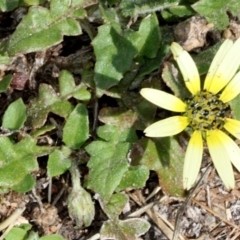 Arctotheca calendula (Capeweed, Cape Dandelion) at Lyneham, ACT - 11 Nov 2017 by PeteWoodall