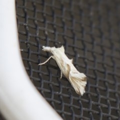 Heliocosma argyroleuca (A tortrix or leafroller moth) at Higgins, ACT - 17 Mar 2018 by AlisonMilton