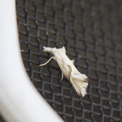 Heliocosma argyroleuca (A tortrix or leafroller moth) at Higgins, ACT - 17 Mar 2018 by AlisonMilton