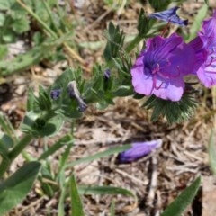 Echium vulgare (Vipers Bugloss) at Lyneham, ACT - 11 Nov 2017 by PeteWoodall